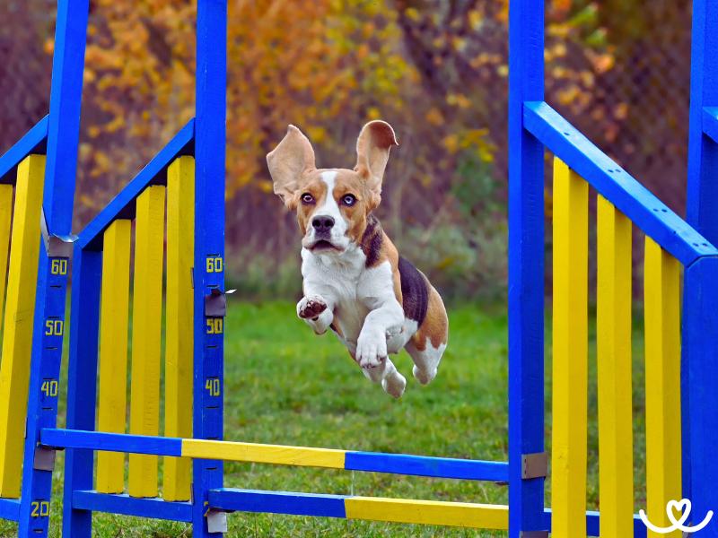 Psi-sporty-agility (2)